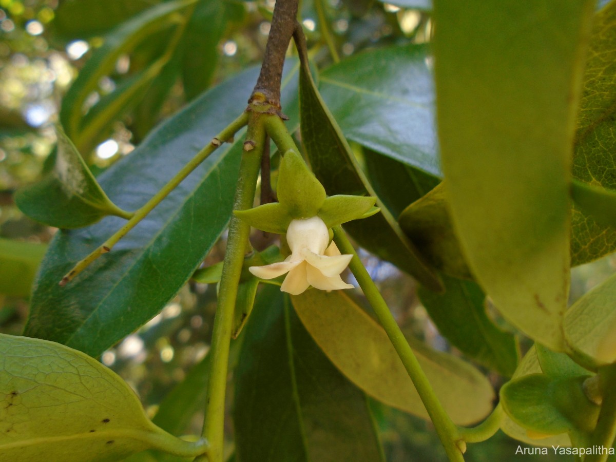 Diospyros ebenum J.Koenig ex Retz.